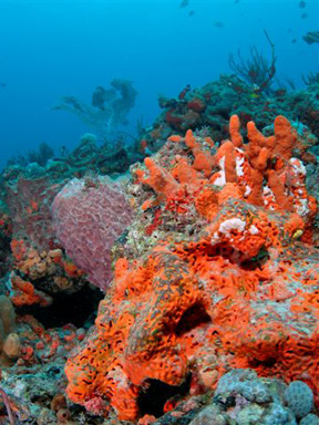Dive With South Florida Diving Headquarters